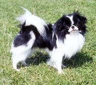 A dog image from https://images.dog.ceo/breeds/spaniel-japanese/n02085782_1401.jpg