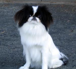 A dog image from https://images.dog.ceo/breeds/spaniel-japanese/n02085782_1528.jpg