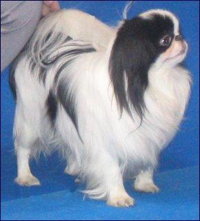 A dog image from https://images.dog.ceo/breeds/spaniel-japanese/n02085782_3121.jpg