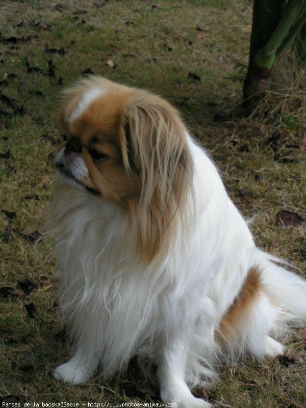 A dog image from https://images.dog.ceo/breeds/spaniel-japanese/n02085782_3148.jpg