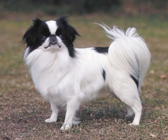 A dog image from https://images.dog.ceo/breeds/spaniel-japanese/n02085782_3387.jpg