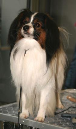 A dog image from https://images.dog.ceo/breeds/spaniel-japanese/n02085782_50.jpg