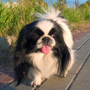 A dog image from https://images.dog.ceo/breeds/spaniel-japanese/n02085782_564.jpg