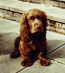 A dog image from https://images.dog.ceo/breeds/spaniel-sussex/n02102480_1649.jpg