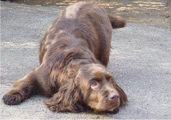 A dog image from https://images.dog.ceo/breeds/spaniel-sussex/n02102480_1748.jpg