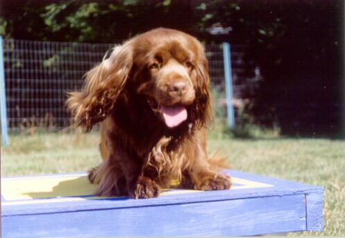 A dog image from https://images.dog.ceo/breeds/spaniel-sussex/n02102480_1810.jpg