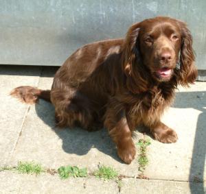 A dog image from https://images.dog.ceo/breeds/spaniel-sussex/n02102480_1849.jpg