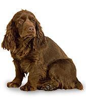 A dog image from https://images.dog.ceo/breeds/spaniel-sussex/n02102480_2041.jpg