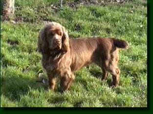 A dog image from https://images.dog.ceo/breeds/spaniel-sussex/n02102480_2875.jpg