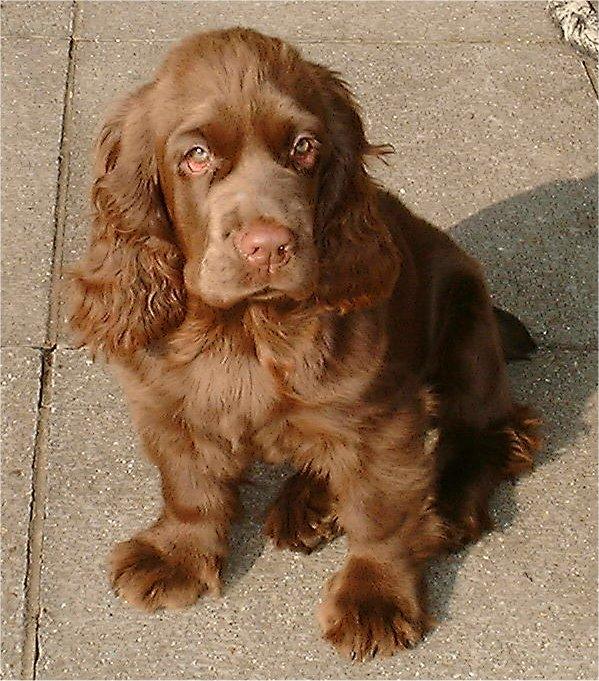 A dog image from https://images.dog.ceo/breeds/spaniel-sussex/n02102480_366.jpg