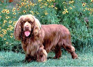 A dog image from https://images.dog.ceo/breeds/spaniel-sussex/n02102480_3762.jpg