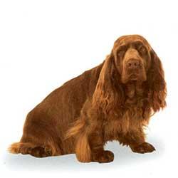 spaniel