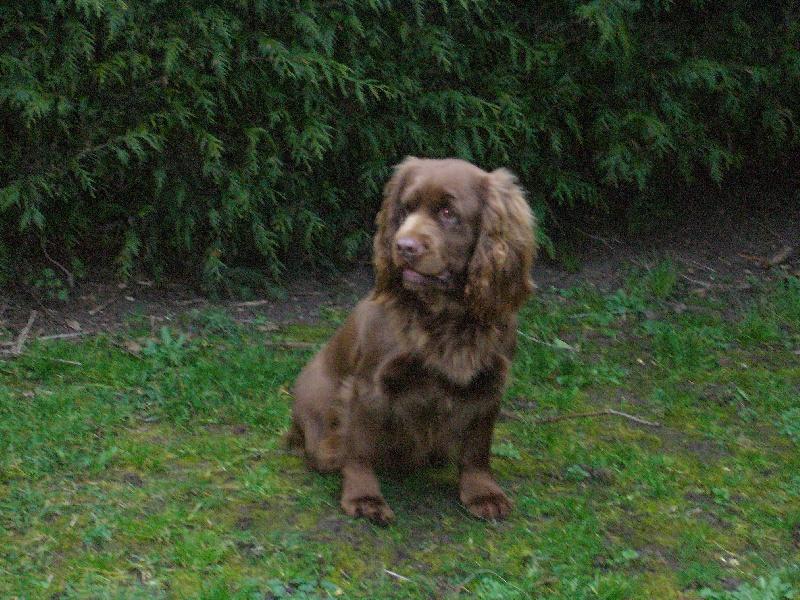 A dog image from https://images.dog.ceo/breeds/spaniel-sussex/n02102480_4217.jpg