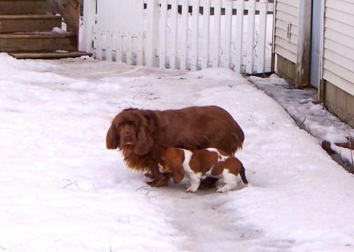 A dog image from https://images.dog.ceo/breeds/spaniel-sussex/n02102480_4270.jpg