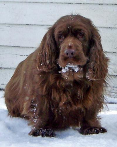 A dog image from https://images.dog.ceo/breeds/spaniel-sussex/n02102480_5234.jpg