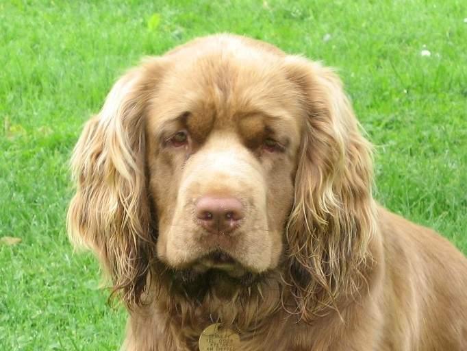 A dog image from https://images.dog.ceo/breeds/spaniel-sussex/n02102480_5760.jpg