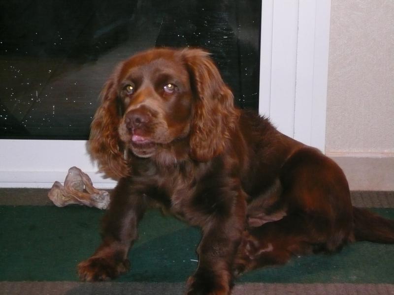 A dog image from https://images.dog.ceo/breeds/spaniel-sussex/n02102480_6514.jpg