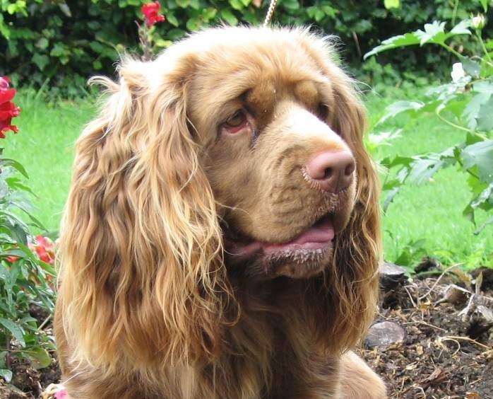 A dog image from https://images.dog.ceo/breeds/spaniel-sussex/n02102480_7025.jpg