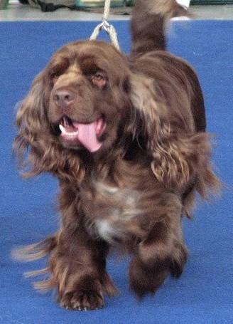 A dog image from https://images.dog.ceo/breeds/spaniel-sussex/n02102480_7591.jpg