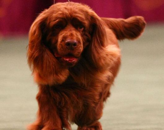 A dog image from https://images.dog.ceo/breeds/spaniel-sussex/n02102480_7629.jpg