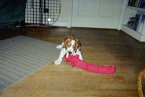 spaniel-welsh