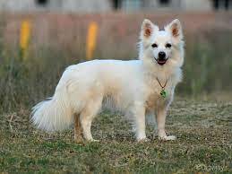 spitz