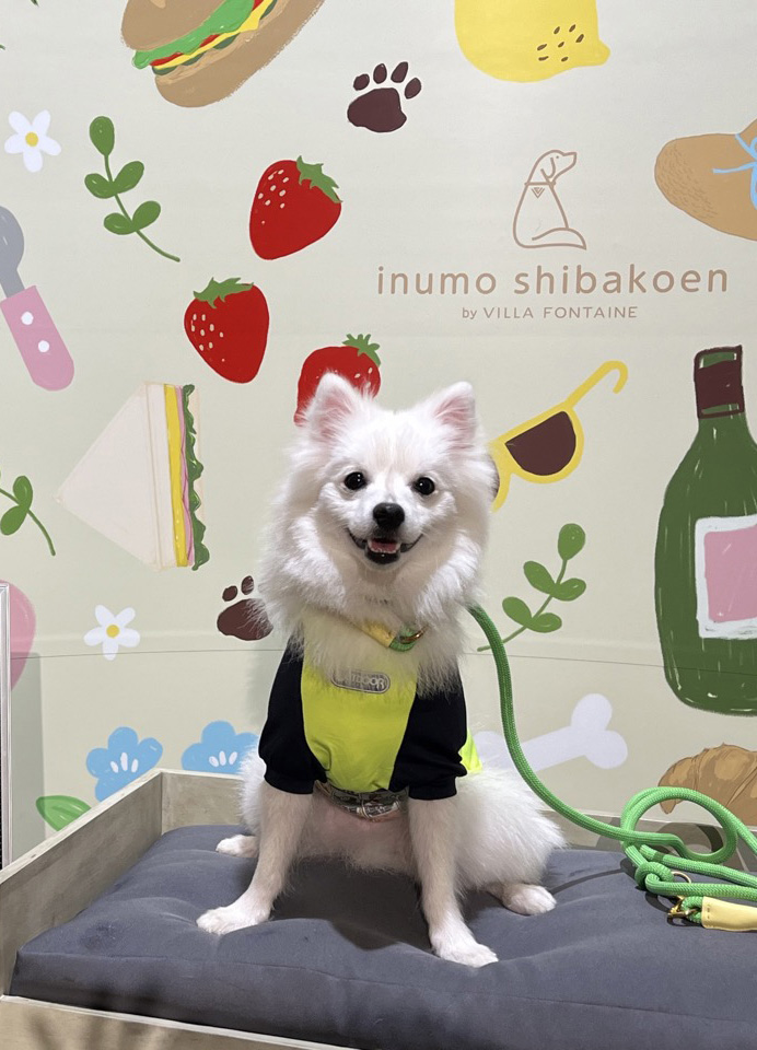 https://images.dog.ceo/breeds/spitz-japanese/beet-002.jpg
