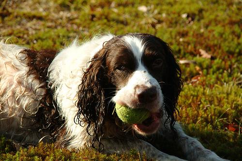 A dog image from https://images.dog.ceo/breeds/springer-english/n02102040_1217.jpg