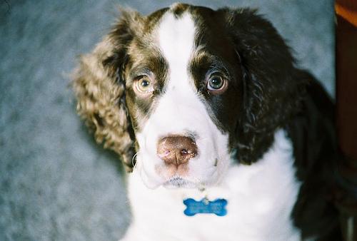 A dog image from https://images.dog.ceo/breeds/springer-english/n02102040_1230.jpg