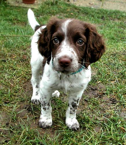 A dog image from https://images.dog.ceo/breeds/springer-english/n02102040_1976.jpg