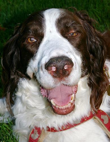 A dog image from https://images.dog.ceo/breeds/springer-english/n02102040_251.jpg