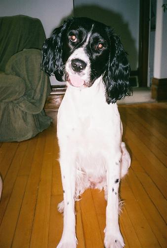 A dog image from https://images.dog.ceo/breeds/springer-english/n02102040_2743.jpg