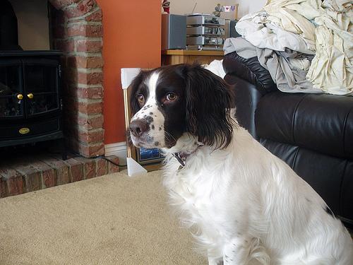 A dog image from https://images.dog.ceo/breeds/springer-english/n02102040_2792.jpg