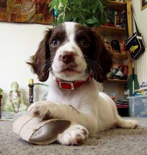 A dog image from https://images.dog.ceo/breeds/springer-english/n02102040_3006.jpg