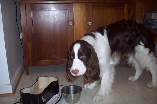 A dog image from https://images.dog.ceo/breeds/springer-english/n02102040_312.jpg