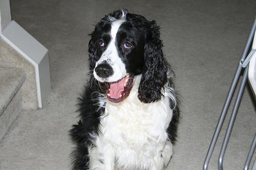 A dog image from https://images.dog.ceo/breeds/springer-english/n02102040_3225.jpg