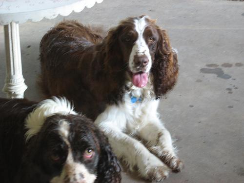 A dog image from https://images.dog.ceo/breeds/springer-english/n02102040_3260.jpg