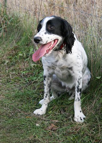 A dog image from https://images.dog.ceo/breeds/springer-english/n02102040_3335.jpg