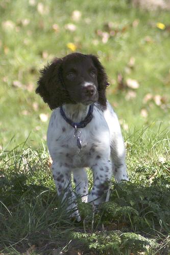 A dog image from https://images.dog.ceo/breeds/springer-english/n02102040_3476.jpg