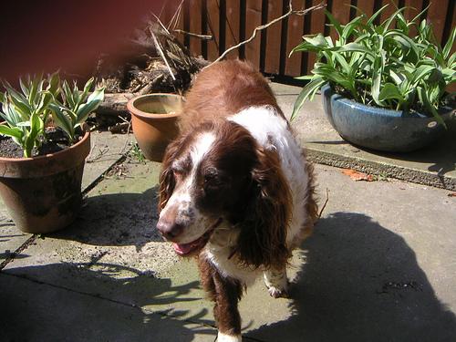 A dog image from https://images.dog.ceo/breeds/springer-english/n02102040_3867.jpg