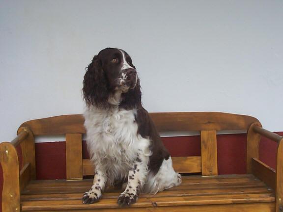 A dog image from https://images.dog.ceo/breeds/springer-english/n02102040_3963.jpg