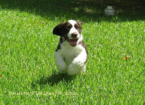 A dog image from https://images.dog.ceo/breeds/springer-english/n02102040_4250.jpg