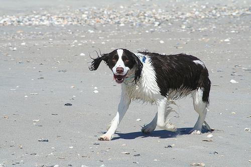 A dog image from https://images.dog.ceo/breeds/springer-english/n02102040_5145.jpg