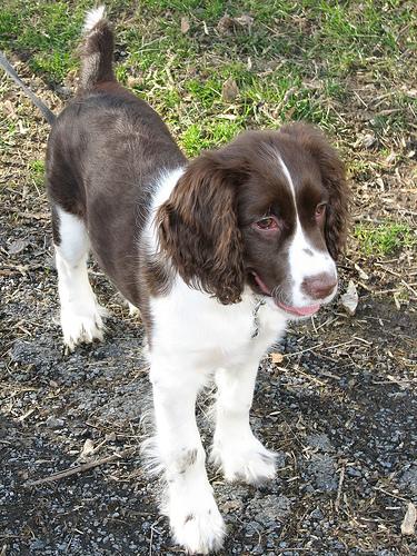 A dog image from https://images.dog.ceo/breeds/springer-english/n02102040_5429.jpg