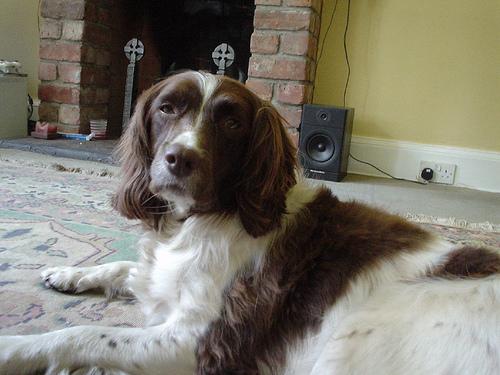 A dog image from https://images.dog.ceo/breeds/springer-english/n02102040_6786.jpg