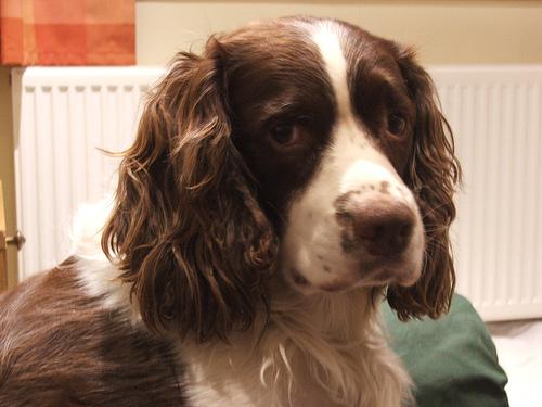 A dog image from https://images.dog.ceo/breeds/springer-english/n02102040_763.jpg