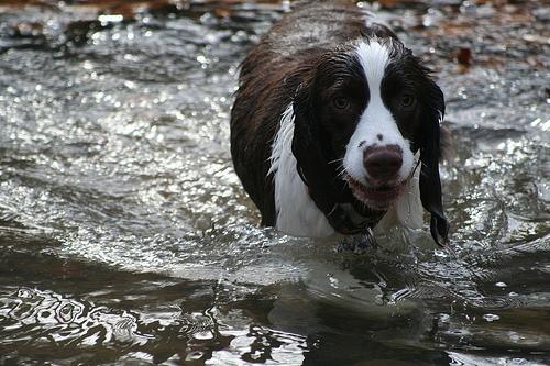 A dog image from https://images.dog.ceo/breeds/springer-english/n02102040_7659.jpg