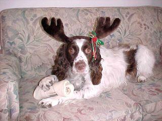 A dog image from https://images.dog.ceo/breeds/springer-english/n02102040_7886.jpg