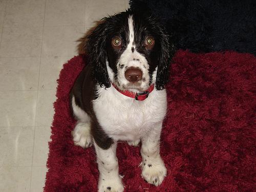 A dog image from https://images.dog.ceo/breeds/springer-english/n02102040_7895.jpg