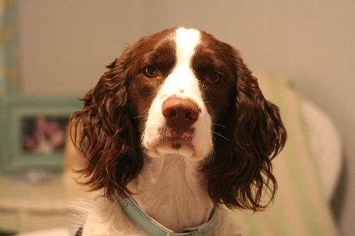 A dog image from https://images.dog.ceo/breeds/springer-english/n02102040_876.jpg